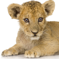 Lion Cub (3 months)