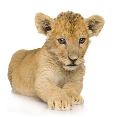 Lion Cub (3 months)