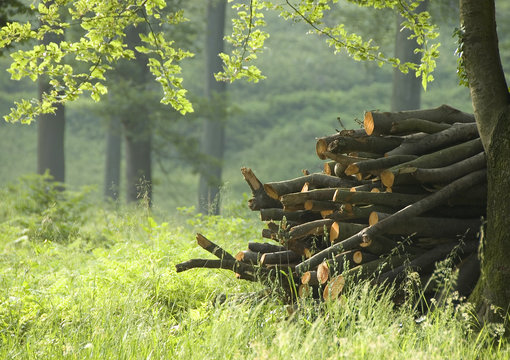  tas de bois