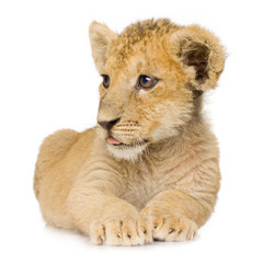 Lion Cub (3 months)