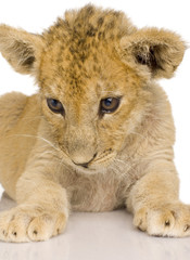 Lion Cub (3 months)