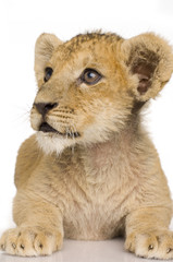 Fototapeta na wymiar Lion Cub (3 months)
