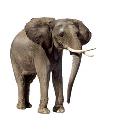 Obraz premium elephant