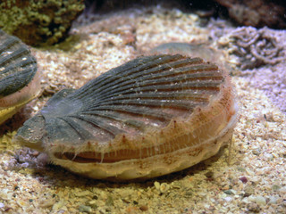 coquille saint-jacques