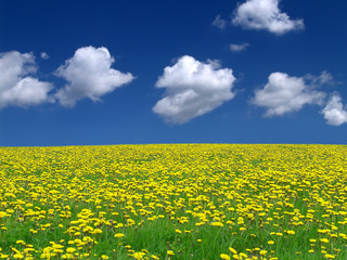 field with yellow flower