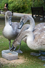Obraz premium Cygnets