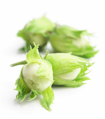 hazel nut on white background