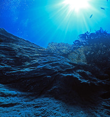 gorgonia wall