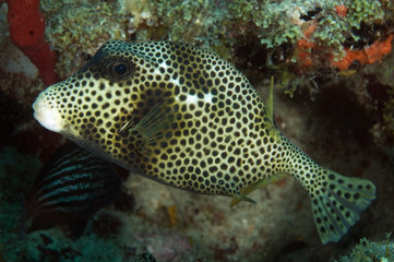 Fototapeta premium Spotted Trunkfish, Lactophrys bicaudalis