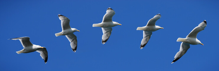 Seagull flying