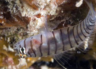 Tiger Goby, Gobiosoma macrodon