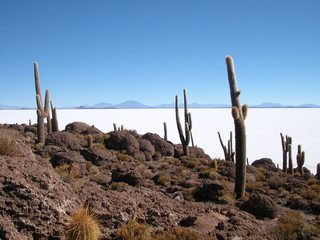 Cactus géant sur le Salar d'Uyuni - Bolivia