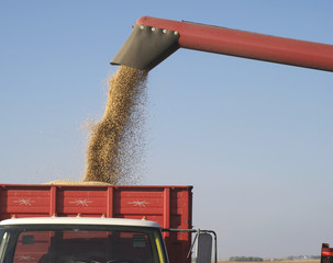 Fall Harvest:  Combining soybeans