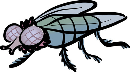  A housefly