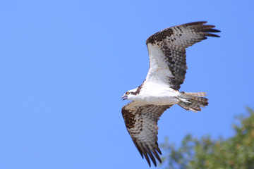 Full Frame Osprey