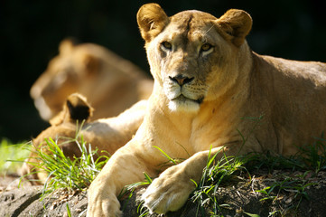 Fototapeta premium Lions