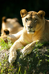 Obraz premium Lions