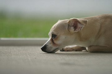 Pensive dog on floor