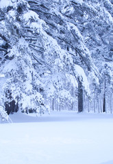 Beautiful Winter Wonderland, snow covered white pines