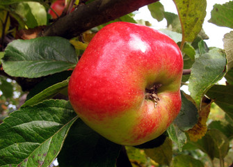 Apple ready to harvest