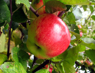 Apple ready to harvest 2