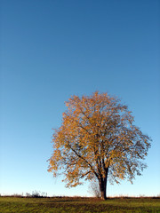 Tree in the fall 2