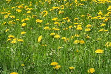 dandelions