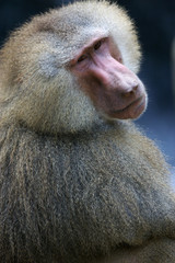 Hamadryas Baboon