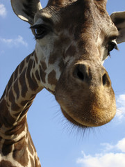 Giraffe