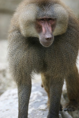 Hamadryas Baboon