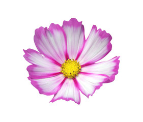 Pink & Purpe Flower with White Background