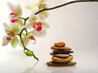 orchidées et galets ambiance zen
