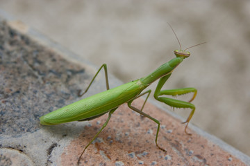 praying mantid