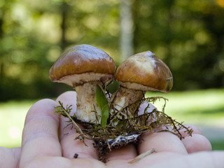 boletus