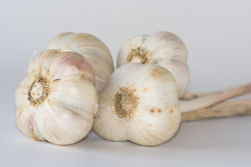 Garlic