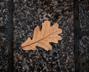 Oak leaf in the rain
