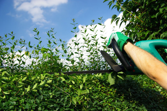 Hecke schneiden 02