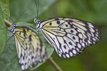 Yellow butterflys on a leaf