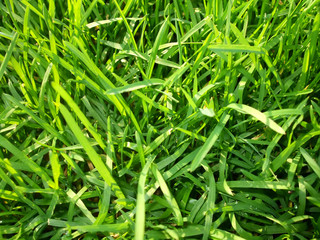 Grass background