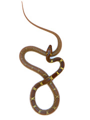 Obraz premium couleuvre en 8