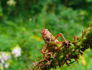 Grasshopper 7