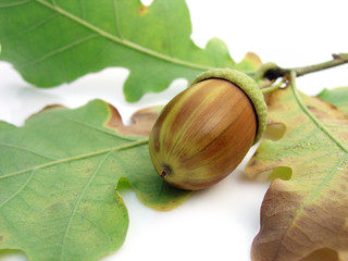 acorn