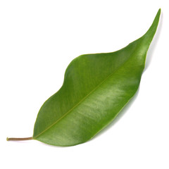 Fototapeta premium feuille de ficus benjamina
