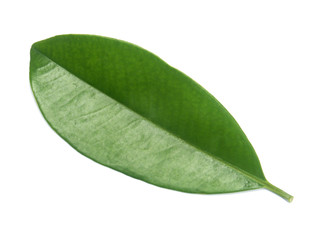 feuille de prunier malgache