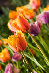 Spring tulips, Gavota sp