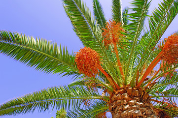 Portugal, Algarve, Lagos: palm tree