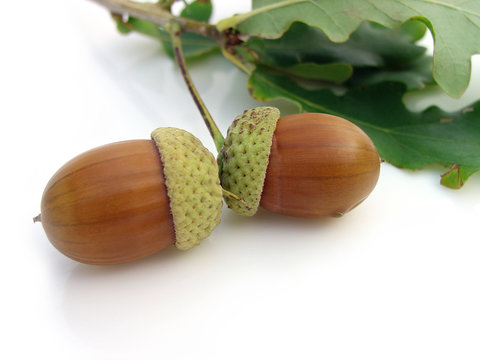 acorn