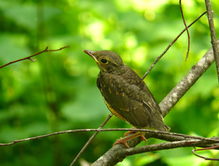 Young Thrush 1