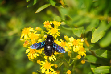 European carpenter bee