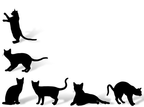 Gatti in cornice
